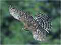 Тетеревятник фото (Accipiter gentilis) - изображение №569 onbird.ru.<br>Источник: thenaturalistsnotebook.com